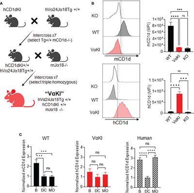 A humanized mouse model for in vivo evaluation of invariant Natural Killer T cell responses
